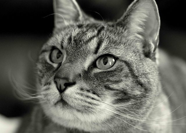 This close-up portrait of a tabby cat captures its thoughtful expression in black and white. Ideal for use in pet care websites, veterinary brochures, animal-themed presentations, or adding a touch of sophistication to pet-related social media posts.