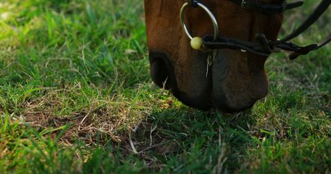 Close-Up of Horse Grazing on Green Pasture - Download Free Stock Images Pikwizard.com