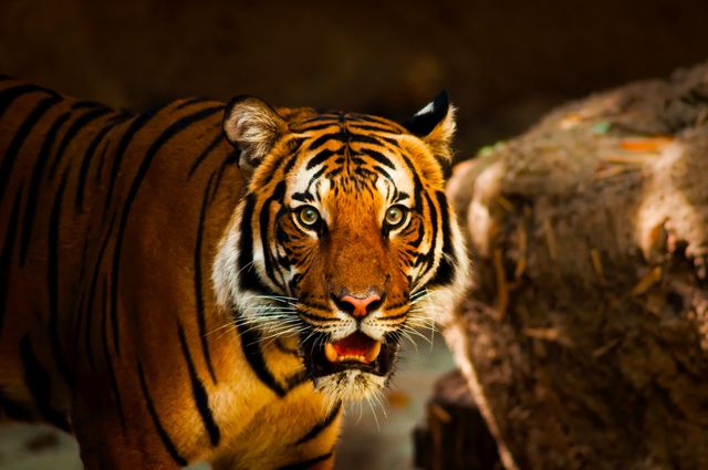 Bengal tiger appearing vigilant in natural forest environment. Ideal for wildlife conservation campaigns, educational materials about endangered species, publications showcasing exotic animals, and nature photography exhibits highlighting big cats.