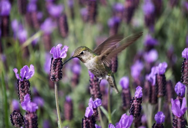This image shows a hummingbird hovering and feeding over vibrant purple lavender flowers in full bloom, capturing the beauty of wildlife and nature. This scene can be used in educational materials about pollination, environmental conservation, or botanical life. It is ideal for use in nature-themed articles, gardening websites, and wildlife photography projects.