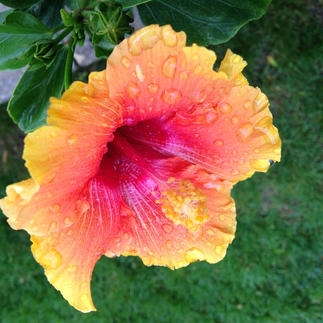 Bright tropical hibiscus flower showcasing vibrant orange and yellow petals covered with dew drops. Ideal for use in gardening blogs, nature presentations, floriculture marketing, and backgrounds for relaxation-themed media.