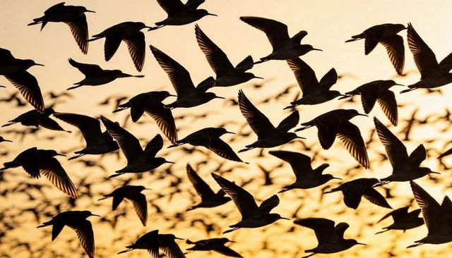 Golden backlit flock of shorebirds soaring at sunset