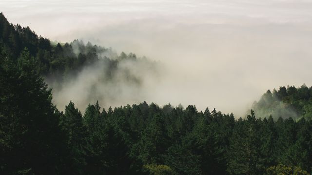 Dense fog rolling over a misty forest of evergreen trees in the early morning light, creating a serene and tranquil atmosphere. Ideal for use in nature and travel blogs, environmental conservation materials, peaceful background images, wallpapers, and magazine spreads related to natural beauty and outdoor activities.