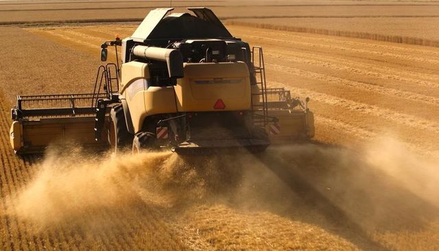 Rear-view combine harvester harvesting golden wheat, cutting rows and kicking dust plume