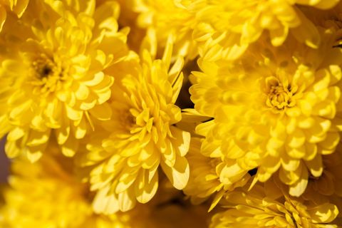 Bright yellow chrysanthemum bloom macro with layered petals for floral background