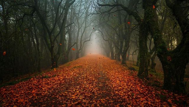 Misty autumn trail in enchanted forest with floating leaves