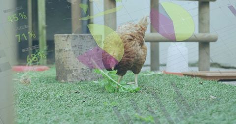 Chicken Pecking Greenery with Data Overlays in Farm Setting