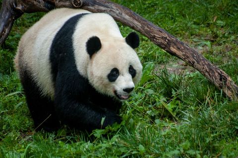 Giant panda roaming over lush green grass