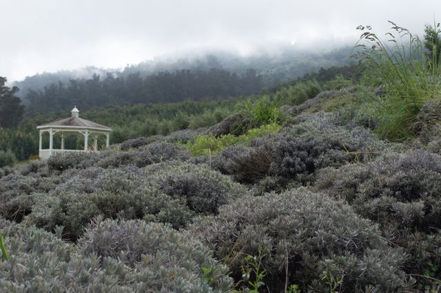 Foggy Landscape with Gazebo and Dense Shrubbery - Download Free Stock Photos Pikwizard.com