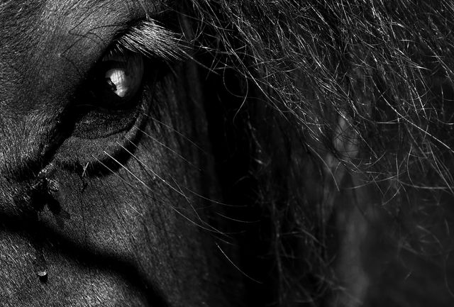 Close-Up Black and White Horse Eye Portrait - Download Free Stock Photos Pikwizard.com