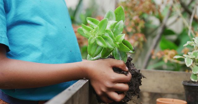 Child holding succulent plant with soil, preparing to plant it in garden bed. Ideal for topics on gardening, horticulture, outdoor activities for kids, environmental education, and sustainable lifestyle.