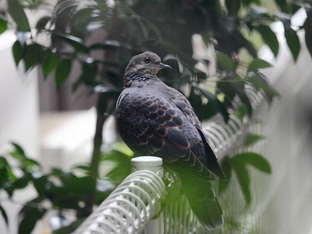 Pigeon with detailed feather pattern resting on a metal fence surrounded by lush green foliage. Ideal for use in wildlife blogs, educational materials, and environmental awareness campaigns. Highlights urban wildlife and the coexistence of birds in city areas.