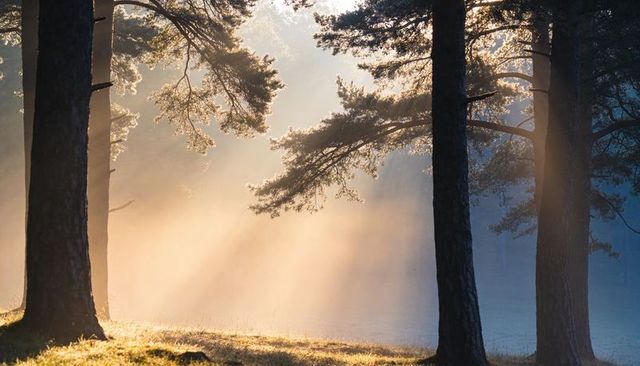 Golden Sunbeams Filtering Through Pine Trunks Over Misty Forest Clearing at Dawn