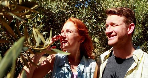 Couple Exploring Olive Grove on Sunny Day with Enthusiasm for Nature - Download Free Stock Images Pikwizard.com