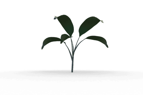 small green seedling with leaves on transparent background - Download Free Stock Videos Pikwizard.com