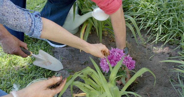 Gardening Together Planting Purple Flowers in Soil - Download Free Stock Images Pikwizard.com