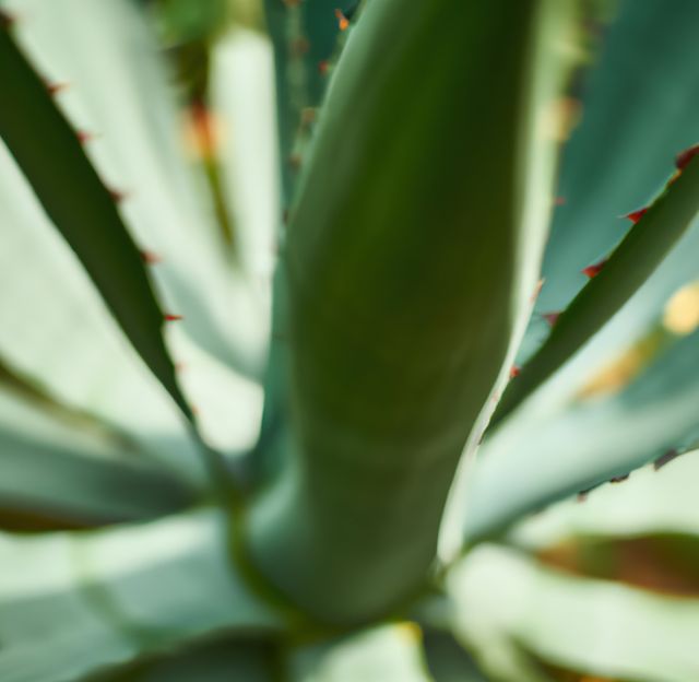 The close-up of an agave plant with a soft focus effect emphasizes the texture and shape of its leaves, creating an abstract, vibrant image. Ideal for use in gardening, botanical studies, nature-themed designs, and backgrounds for posters or digital art. The greenery conveys freshness and the abstract nature of the photo adds visual interest.