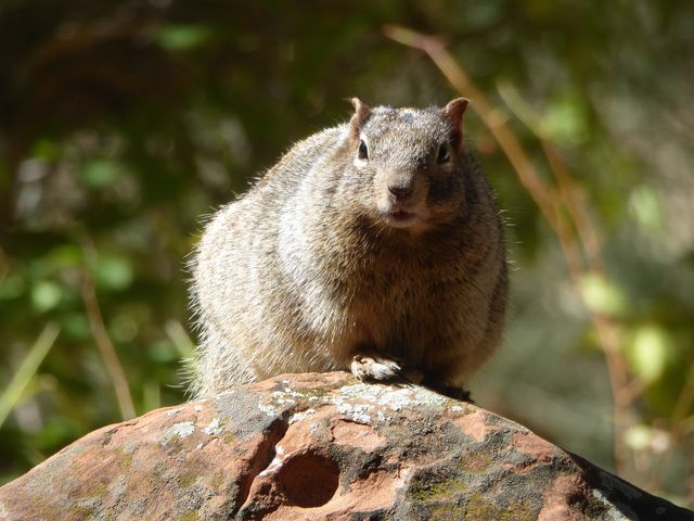 Curious squirrel sits on rock in forest, looking at camera with green foliage background. Ideal for use in wildlife publications, nature blogs, informative content about forest animals, and educational materials about rodent species.