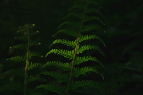 Close-Up of Fern Leaves in Mysterious Darkness
