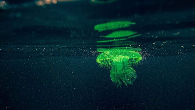 Mysterious bioluminescent jellyfish in deep sea waters
