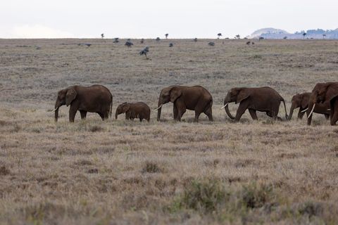 Elephant herd walking across african savannah with calves, matriarch leading migration