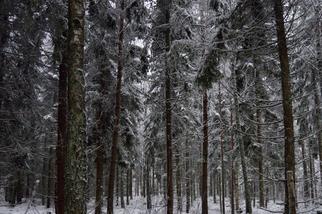 Snow-covered pine trees create serene winter landscape perfect for nature-themed media projects, backgrounds for designs, environmental campaigns, or seasonal greeting cards.