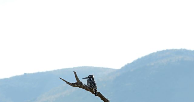 Pied kingfisher is resting on a bare tree branch with distant mountains in the background. Perfect for use in wildlife and nature publications, birdwatching resources, and educational materials on avian species and their habitats.