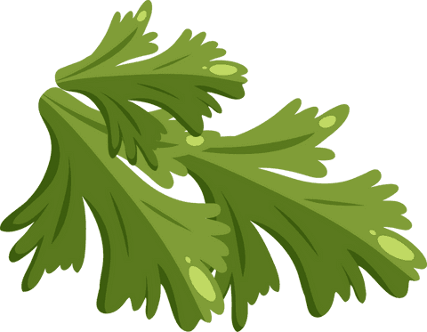 Transparent Vector Herb Leaves with Lobed Edges Illustration