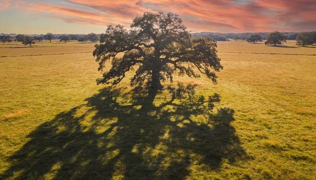Solitary live oak casting monumental shadow over rolling golden pasture at sunset
