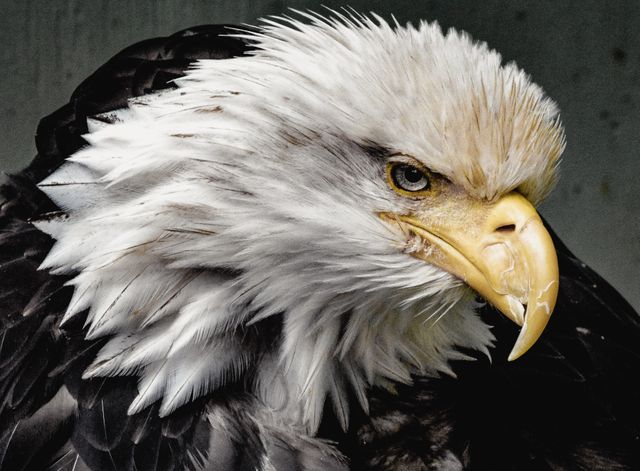 Close-Up of Bald Eagle with Intense Gaze and Majestic Plumage - Download Free Stock Photos Pikwizard.com