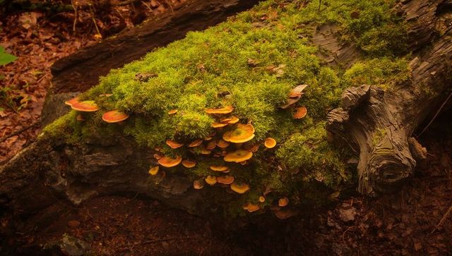 Moss-covered log hosting orange-brown shelf fungi on forest floor in autumn