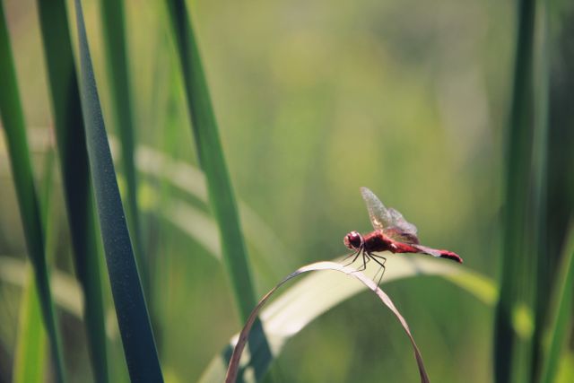 Close-up of a red dragonfly perched on a blade of grass in a grassy meadow. Ideal for nature-focused articles, educational materials on insects, wildlife photography portfolios, or serene background designs.