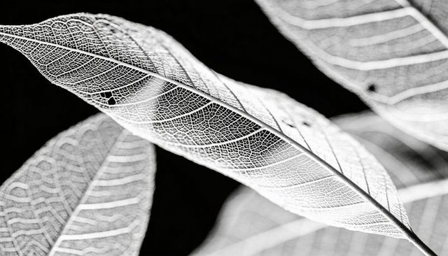 Monochrome leaf skeleton macro showing delicate vein network and translucent texture
