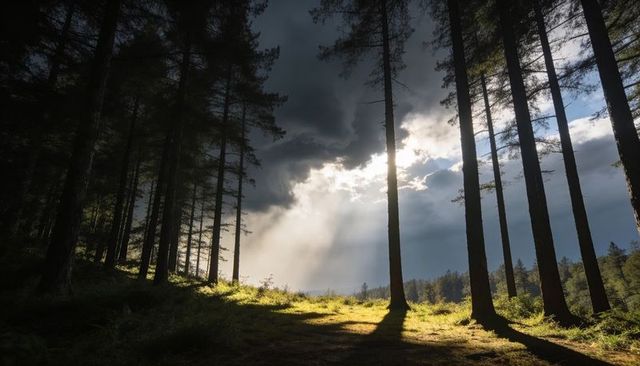 Sunbeams Piercing Dark Pine Forest Clearing with Dramatic Rays and Mossy Glade