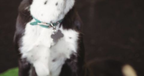 Black and White Dog with Collar Sitting Calmly - Download Free Stock Images Pikwizard.com