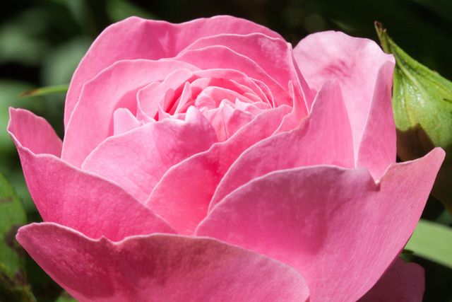 This image captures a blooming pink rose in close-up detail, highlighting the flower's delicate petals and vibrant color. Ideal for use in nature photography collections, floral decorations, gardening blogs, and spring season promotions.