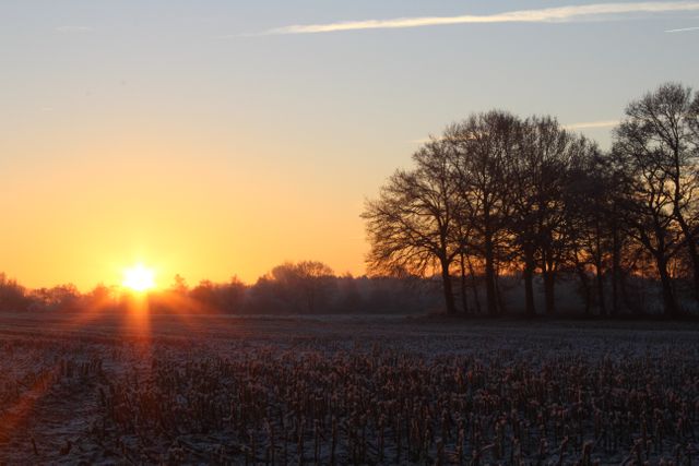 Sunrise Over Frosty Field with Bare Trees - Download Free Stock Images Pikwizard.com