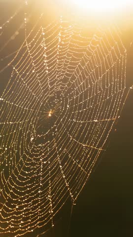 Swaying Sunlit Spiderweb Glowing with Dewdrops at Sunrise Vertical Video