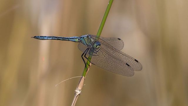 Metallic blue-green dragonfly perching on reed stem at marsh edge close-up macro