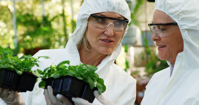 Two senior female scientists in protective suits are closely examining plant samples in a greenhouse laboratory, highlighting settings involving scientific research, sustainability, and teamwork in agriculture and horticulture projects. Ideal for use in educational materials, scientific publications, or promotions for sustainable agriculture.