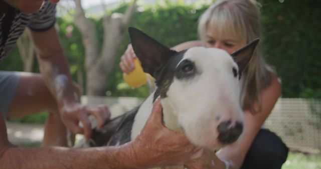 Owners are washing their Bull Terrier in a backyard on a sunny day. The dog appears calm and content as it is being bathed, showcasing a bond of trust and care between the owners and their pet. This can be used for articles and campaigns promoting pet care, pet grooming products, or showcasing the human-animal bond.