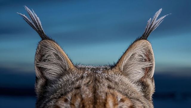 Frost-dusted lynx ear tufts showing black-tipped ears on arctic tundra at dawn