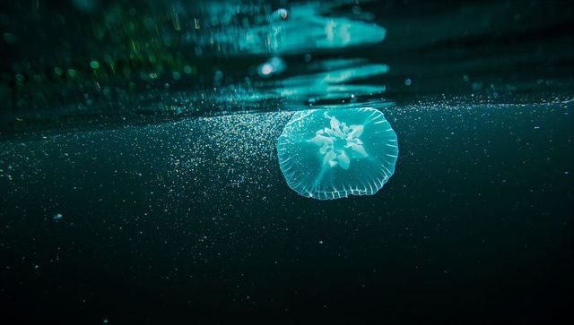 Bioluminescent Jellyfish Drifting Under Rippling Waters