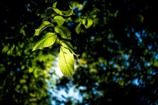 Green leaves illuminated by sunlight, highlighting the beauty of nature. Perfect for use in environmental projects, relaxation themes, or nature posters. Invokes feelings of growth, tranquility, and freshness. Ideal for backgrounds, headers, or eco-friendly promotional material.