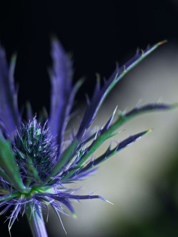 Close-up of spiky purple thistle against dark background