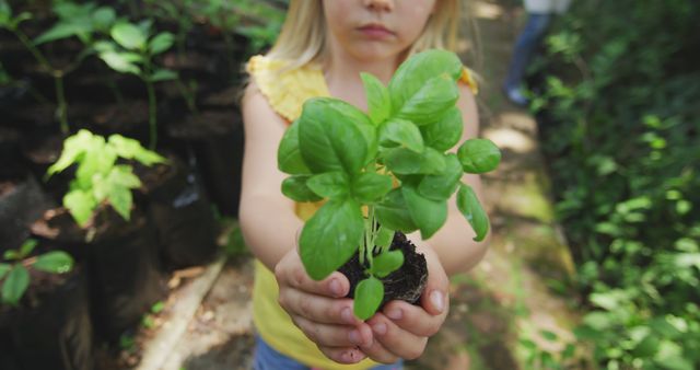 A child holding a young basil plant with two hands outdoors in a garden setting. Can be used for educational purposes, gardening promotions, environmental awareness campaigns, sustainability projects, childhood development activities, and nature-related content.