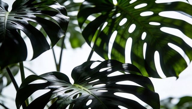 Backlit monstera leaves with dramatic fenestrations and glossy tropical green texture