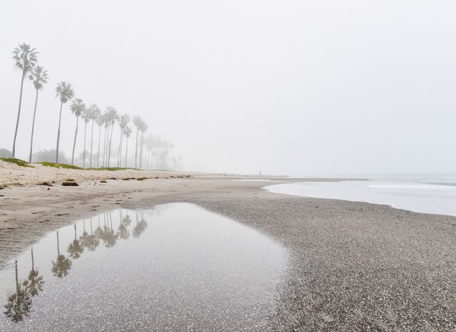 Image depicts a foggy beach with a line of tall palm trees along the shore and their reflection in a water pool. The misty atmosphere adds a serene and tranquil vibe to the deserted coastal scene. Ideal for use in travel brochures, nature blogs, meditation websites, and serene landscape art prints.