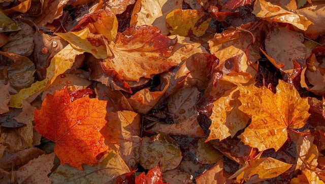 Wet maple leaves macro carpeting ground showing vibrant orange-red autumn foliage