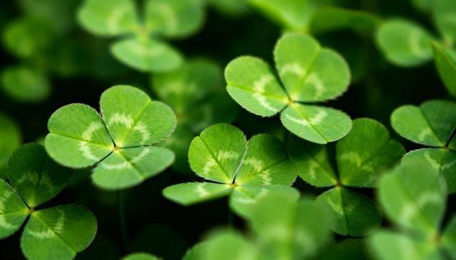 Variegated Four-Leaf Clover Groundcover Macro — Lush Green Shamrock Closeup for Luck